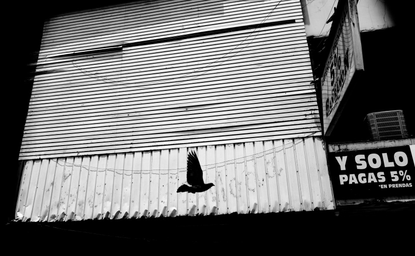 Pigeons _ Street Photography